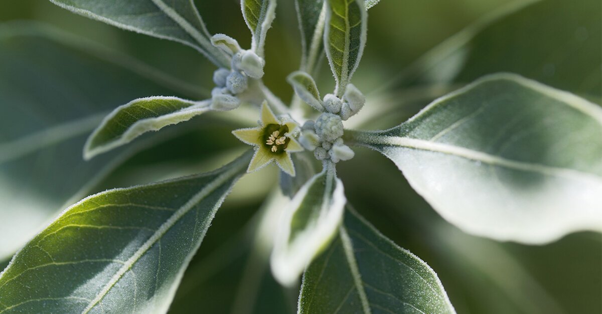 Ashwagandha