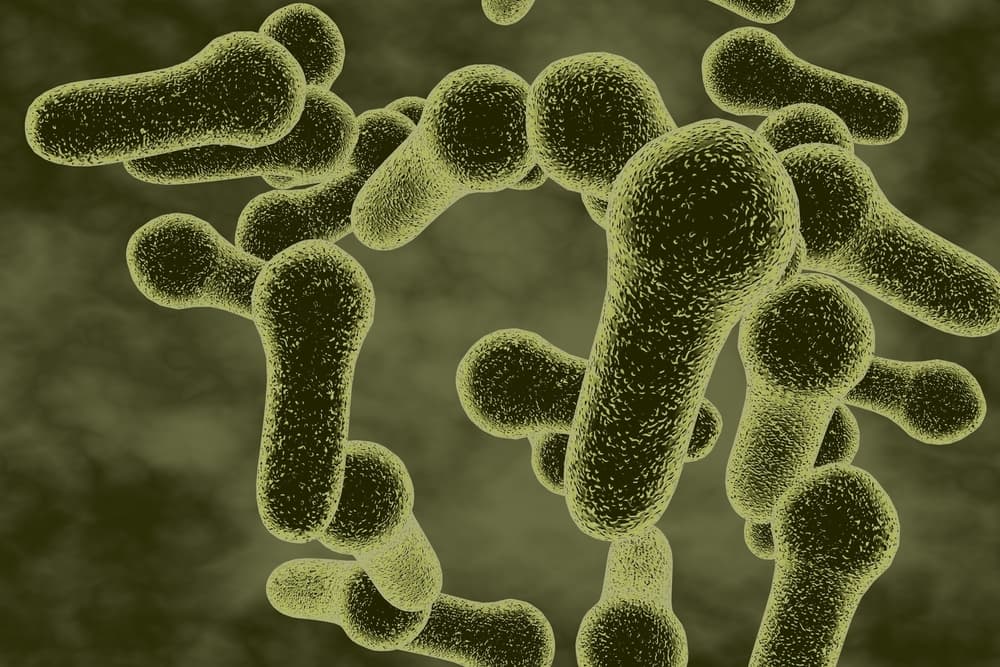 Bacillus coagulans