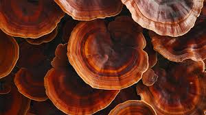 Reishi Mushroom